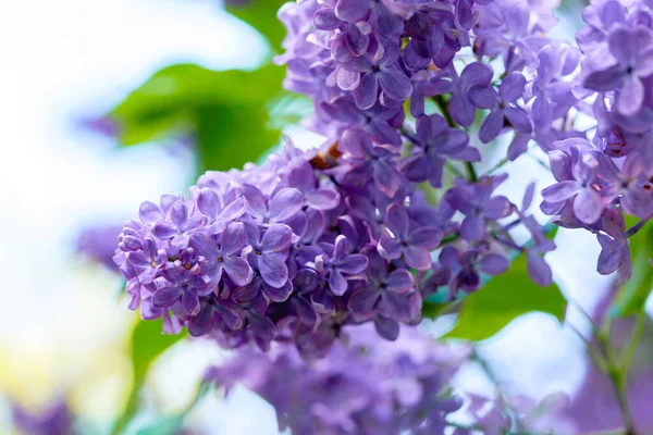 Hermosas Flores Lila Brillante Cerca Una Soleada Mañana Primavera Lila — Foto de Stock