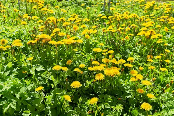 Denti Leone Nell Erba Verde Bellissimo Scatto Primaverile Con Prato — Foto Stock