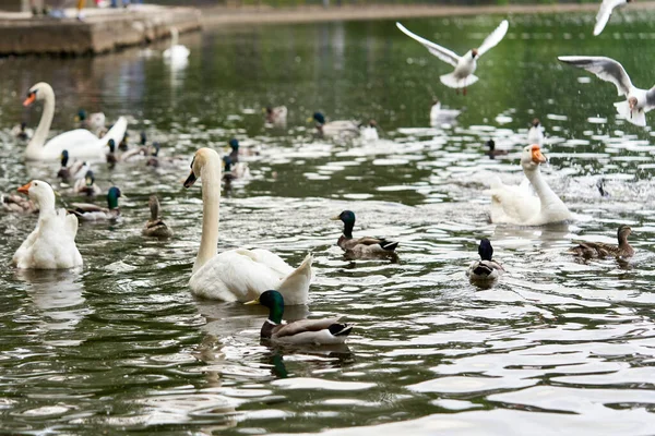 Een Witte Zwaan Met Een Lange Nek Een Rode Snavel — Stockfoto