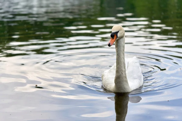 Um cisne branco com um pescoço longo e um bico vermelho flutua na água — Fotografia de Stock