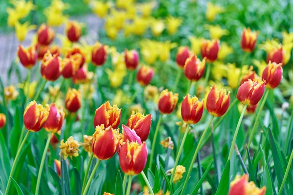 Bright flowers of tulips on a tulip field on a sunny morning