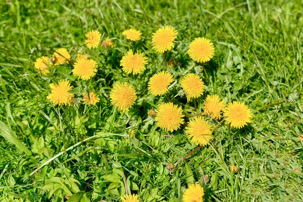 Çimlerde Büyüyen Sarı Karahindibalar Güneş Işığıyla Aydınlatılıyor Bahar Çiçekleri Karahindiba — Stok fotoğraf