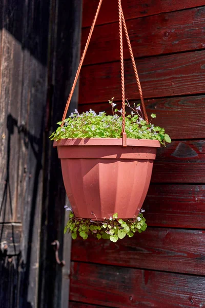 Petites fleurs bleues poussent dans un pot en plastique suspendu par le mur d'une maison en bois — Photo