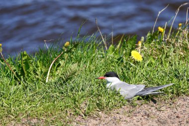 Martı kuşu suyun yanındaki yeşil çimlerde saklanır. Kapat.