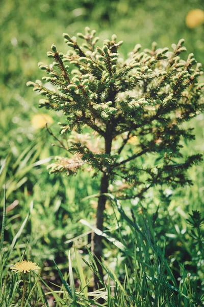 Kleiner Junger Grüner Baum Der Einem Sonnigen Sommertag Gras Wächst — Stockfoto