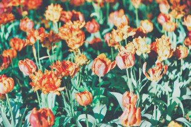 lalelerin parlak çiçekleri lale tarlasında güneşli bir sabahta, bahar çiçeklerinin laleleri