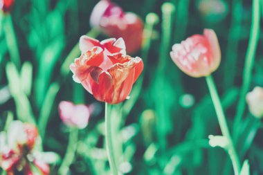 lalelerin parlak çiçekleri lale tarlasında güneşli bir sabahta, bahar çiçeklerinin laleleri