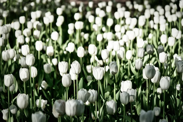 Яскраві Квіти Тюльпанів Тюльпанному Полі Сонячний Ранок Весняні Квіти Тюльпанів — стокове фото