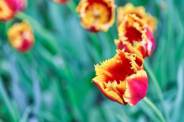 Güneşli bir sabahta lale tarlasında parlak lale çiçekleri