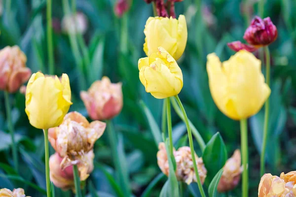 Flores brilhantes de tulipas em um campo de tulipas em uma manhã ensolarada — Fotografia de Stock