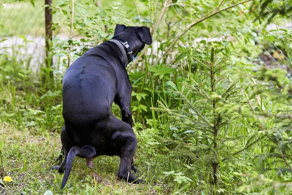 Un gran perro negro caga en el parque sentado sobre la hierba y extendiendo sus patas — Foto de Stock