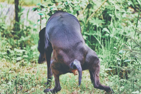 Un gran perro negro caga en el parque sentado sobre la hierba y extendiendo sus patas — Foto de Stock