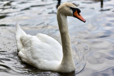 Uzun boynu ve kırmızı gagası olan beyaz bir kuğu suyun üzerinde yüzüyor.