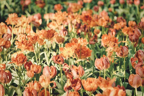 Яркие цветы тюльпанов на тюльпановом поле в солнечное утро — стоковое фото