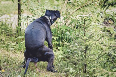 Büyük siyah bir köpek parka kakasını yapar çimlerin üzerine oturur ve pençelerini yayar.