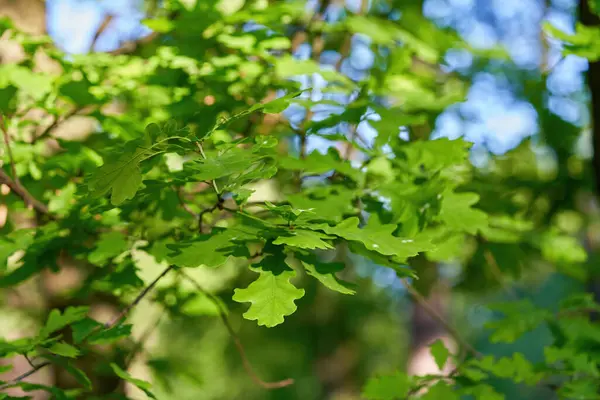 Rama de roble con hojas de roble verde joven de cerca —  Fotos de Stock