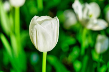 Güneşli bir sabahta lale tarlasında parlak lale çiçekleri