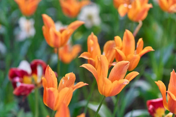 Flores brilhantes de tulipas em um campo de tulipas em uma manhã ensolarada — Fotografia de Stock