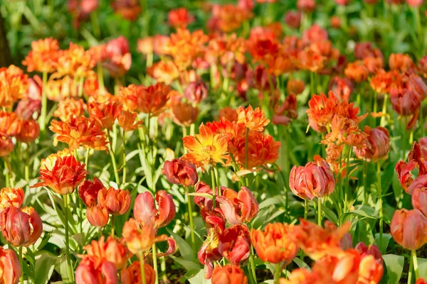 Bright flowers of tulips on a tulip field on a sunny morning