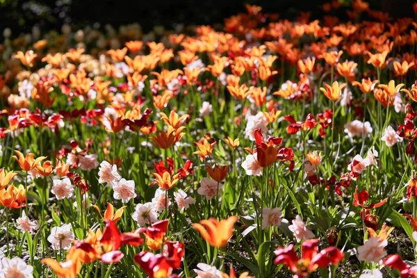 Bright flowers of tulips on a tulip field on a sunny morning