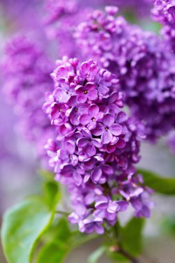 Parlak güzel leylak çiçekleri, güneşli bir bahar sabahında kapanıyor.