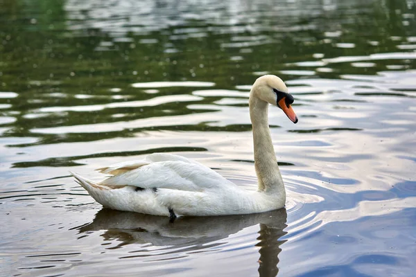 stock image A white swan with a long neck and a red beak floats on the water