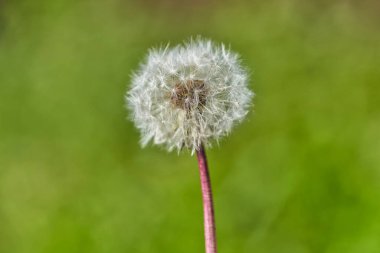 Taze yeşil sabah arkaplanındaki güneş ışınlarında karahindiba tohumları