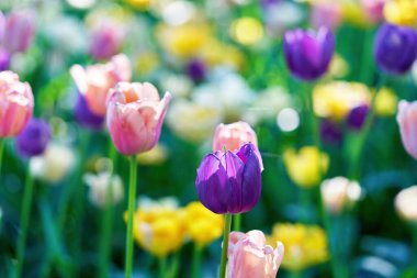 Güneşli bir sabahta lale tarlasında parlak lale çiçekleri