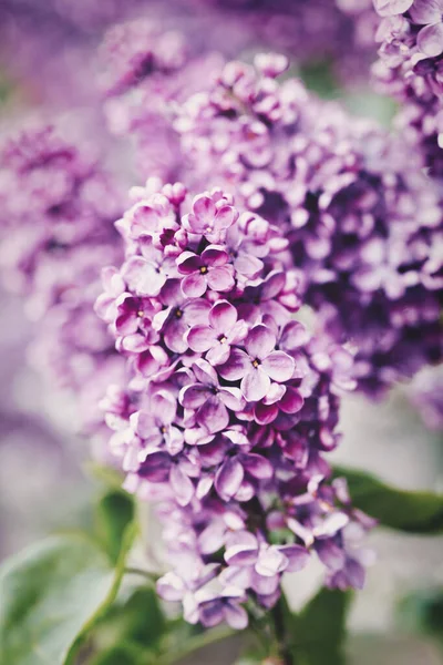 Ljusa vackra lila blommor, nÃ ¤ra en solig vÃ ¥rmorgon — Stockfoto