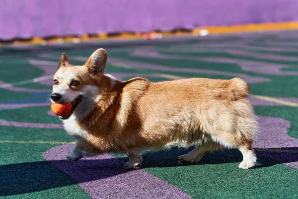 Corgi Cão Joga Enquanto Segurando Uma Bola Laranja Sua Boca — Fotografia de Stock