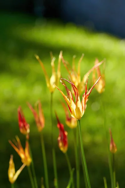 Heldere Bloemen Van Tulpen Een Tulpenveld Een Zonnige Ochtend Lente — Stockfoto