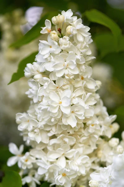 Lindas flores brilhantes de lilás branco, close-up em uma manhã de primavera ensolarada — Fotografia de Stock