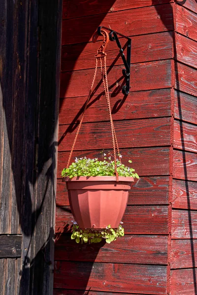 Pot de fleurs suspendu à un mur en bois à la maison — Photo