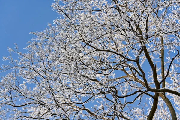 Nieve y heladas en las ramas de los árboles sobre el fondo del cielo. — Foto de Stock