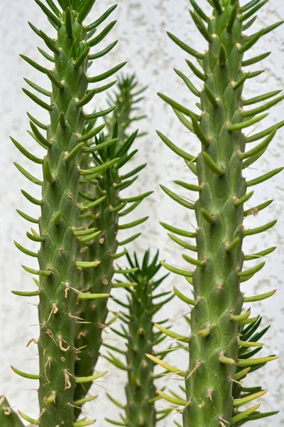 Cactus Verts Avec Longues Épines Contre Mur Clair Plan Vertical — Photo