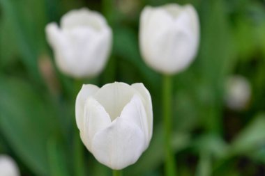Güneşli bir sabahta lale tarlasında parlak lale çiçekleri