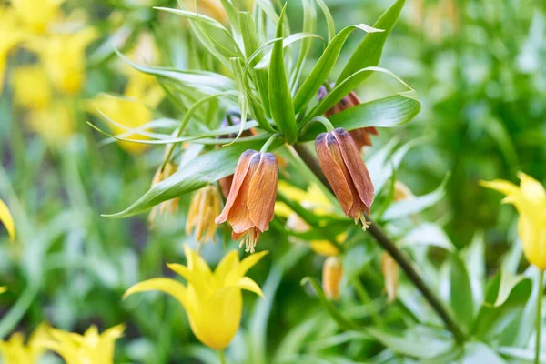 Heldere bloemen van tulpen op een tulpenveld op een zonnige ochtend — Stockfoto