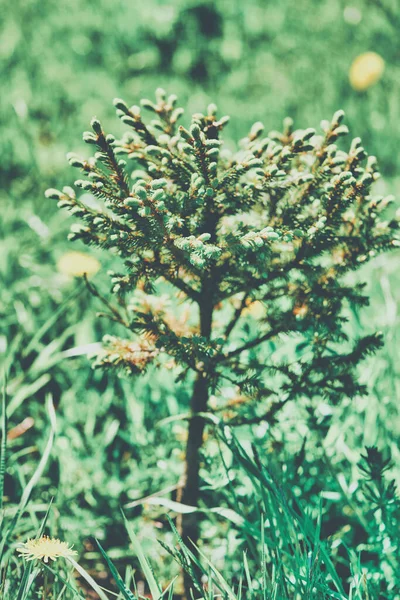 Kleiner junger grüner Baum wächst an einem sonnigen Sommertag im Gras — Stockfoto