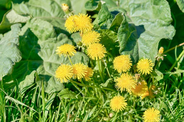 Yellow dandelions growing on a lawn illuminated by the sunlight — Stock Photo, Image