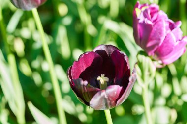 Güneşli bir sabahta lale tarlasında parlak lale çiçekleri