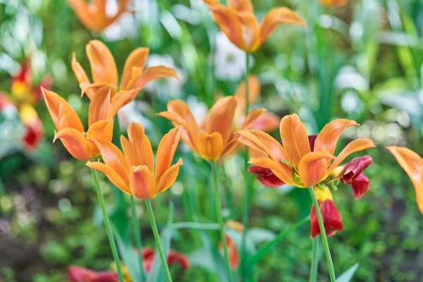 Bright flowers of tulips on a tulip field on a sunny morning