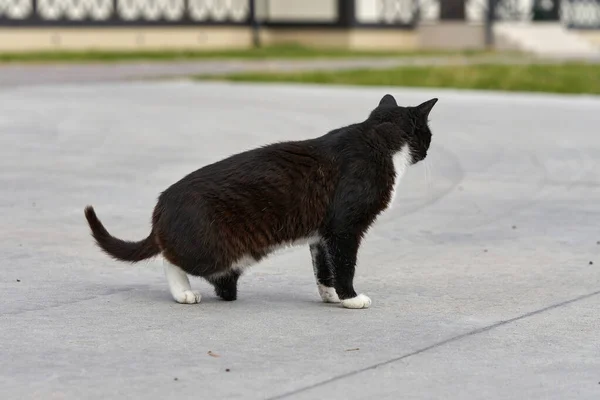 Eine Schwarze Katze Ohne Hinterpfote Läuft Die Straße Hinunter Porträt — Stockfoto