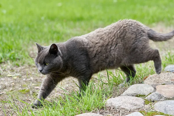 Eine Graue Katze Läuft Einem Sommertag Auf Grünem Gras Umher — Stockfoto