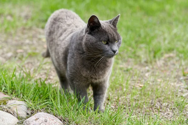 Eine Graue Katze Läuft Einem Sommertag Auf Grünem Gras Umher — Stockfoto