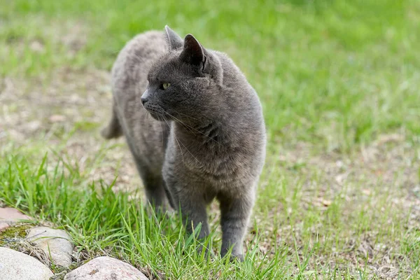 Eine Graue Katze Läuft Einem Sommertag Auf Grünem Gras Umher — Stockfoto