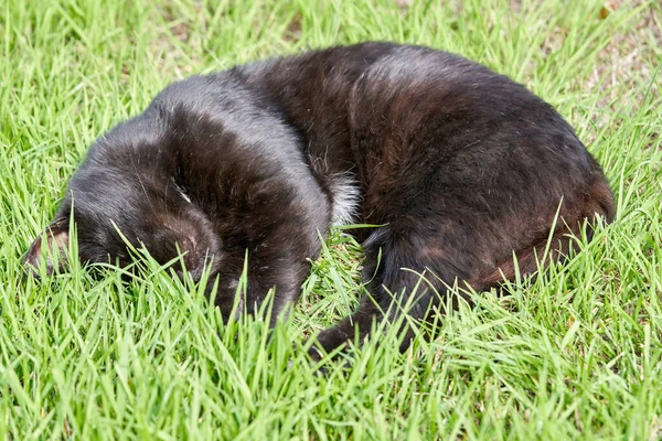 Black fluffy cat sleeps on green grass on a summer day. Portrait of a black cat sleeping in the grass