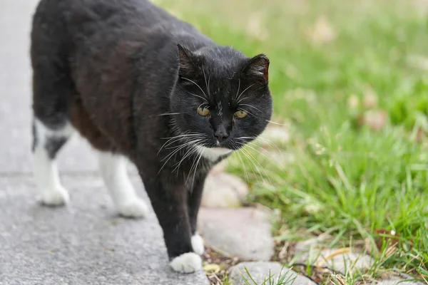 Eine Schwarze Katze Mit Weißen Flecken Geht Über Das Grüne — Stockfoto