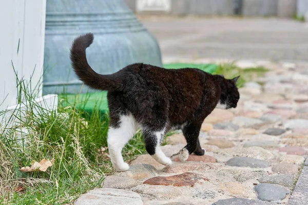 Eine Schwarze Katze Mit Weißen Flecken Geht Über Das Grüne — Stockfoto