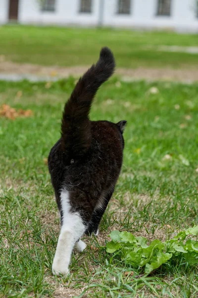 Eine Schwarze Katze Mit Weißen Flecken Geht Über Das Grüne — Stockfoto
