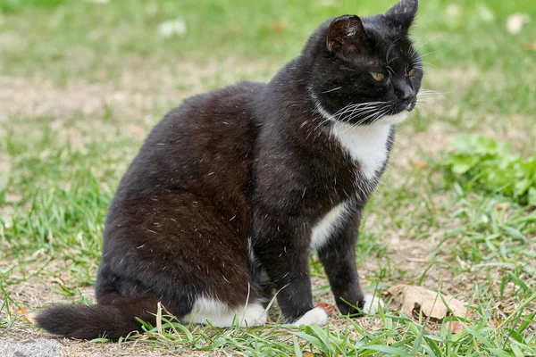 Eine Schwarze Katze Mit Weißen Flecken Geht Über Das Grüne — Stockfoto